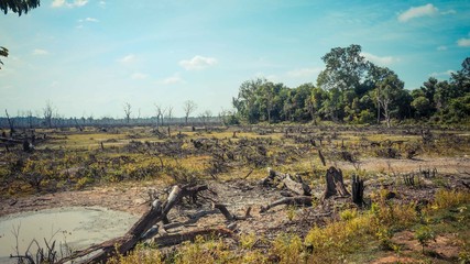 Some of dead and dry trees landscape