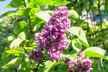 Fototapeta na wymiar Abstract colorful nature spring background with closeup view of Common Lilac Charles Joly Syringa vulgaris in a garden in Netherlands.