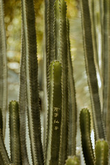 Cactus verdes