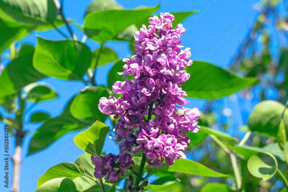 Wall mural abstract colorful nature spring background with closeup view of common lilac charles joly syringa vu