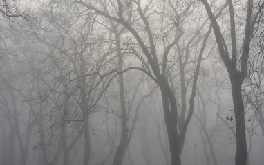 London foggy parks