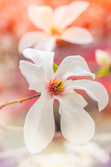 Obraz na płótnie Canvas Magnolia bloom close-up on a bright April bright day in the sunlight.