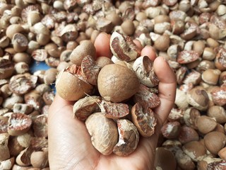Betel nut, on a hand is a fruit, with a type of palm tree, it is also known as Mak, close up,...
