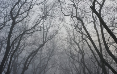 London foggy parks, 