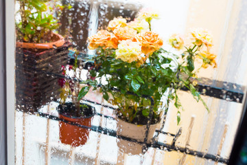 Fototapeta na wymiar rose bush in a flower pot on balkon during the rain