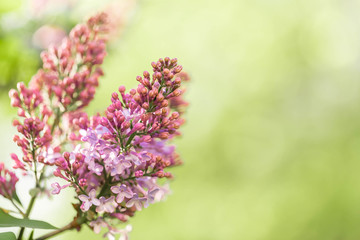 Seasonal flowering of the clump of lilacs bush. Close up. Copyspace