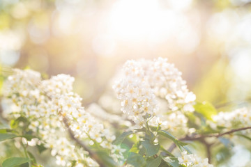 Seasonal flowering of the bird-cherry tree bush. White plentiful flowers. Sun rays through foliage. Close up