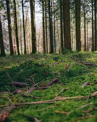 arboretum de Gedinne en Belgique