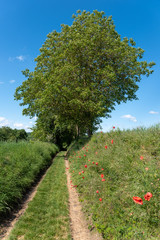Fototapeta na wymiar Natural scenery with field path by Gochsheim
