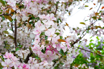 beautiful tree an Apple tree in flower on the green grass with the sun