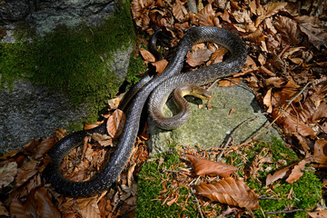 Aesculapian snake / Äskulapnatter (Zamenis longissimus), Germany / Deutschland