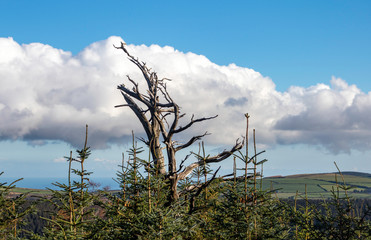 dry tree in the field
