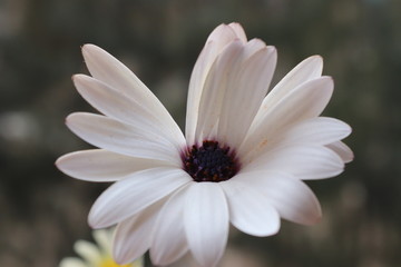 Close up for white flower