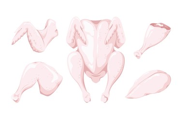 Chicken meat. Raw fresh chicken pieces set. Whole chicken, breast, leg, thigh, wing. Isolated over white background. Colour. Vector illustration