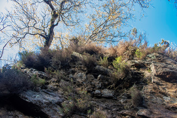 trees in the mountains
