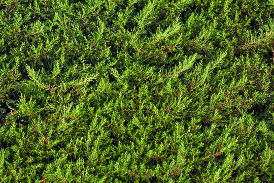 Fresh trimmed bush. Green wall with cedar