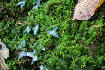 green moss on a tree
