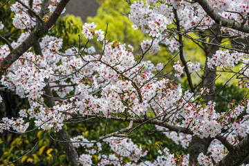 Sakura Cherry Blossoms in the grounds of Terukuni Jinja Shrine, Kagoshima, Japan