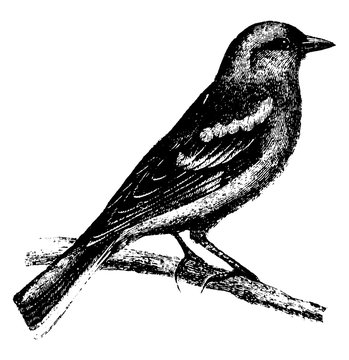 recommend clip art: Finch or Linnet, vintage illustration.