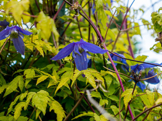 Flowering Alpine Clematis 'Lagoon' (Clematis alpina)