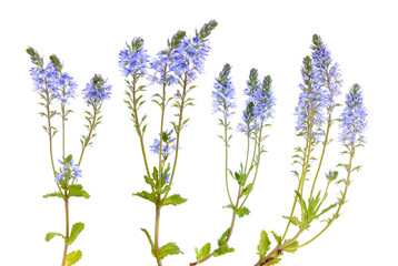 Obraz premium Veronica prostrata flowers isolated on white background