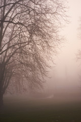 London foggy parks