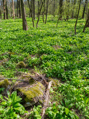 Obraz premium Wild garlic in the spring forest are many near glade. Shadows of trees, broken branches on the