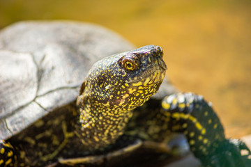 European marsh turtle in a swamp close-up. Reptiles.