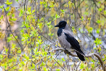 A young gray raven is sitting on a branch among the foliage.