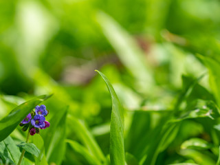 Gentle blossoms of Lungwort Flowers,