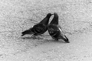 Cooing pigeons. Street love. Street pigeons are kissing.