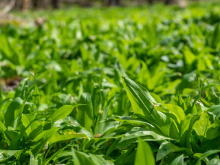 Fototapeta na wymiar Popular and healthy edible flavoring and spring herb