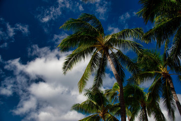 Fototapeta na wymiar ハワイのヤシの木