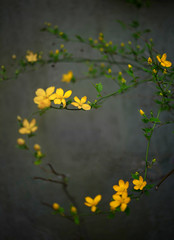 yellow flowers Kerria japonica against the backdrop of a green wall in the Polish countryside brighter