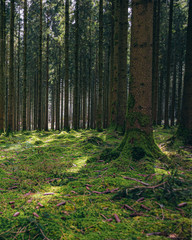 Fototapeta premium arboretum de Gedinne en Belgique