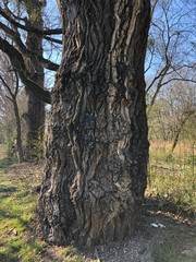 trunk bark tree wooden structure