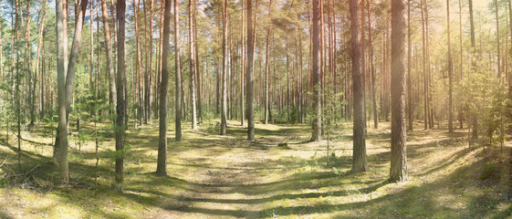 Mystical pine forest pierced by warm sunshine