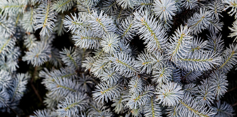 Naklejka na ściany i meble white pine looking plant texture background