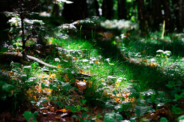 faisceau de lumière dans la forêt