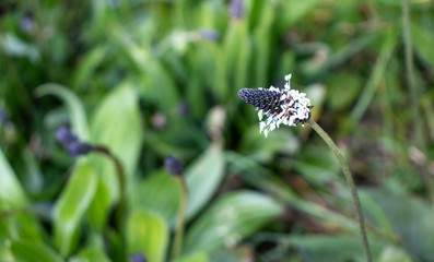 white flower in the grass