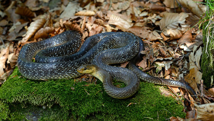 Äskulapnatter (Zamenis longissimus) - Aesculapian snake 