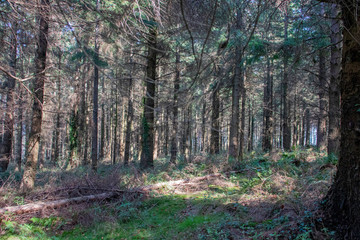 footpath in the woods