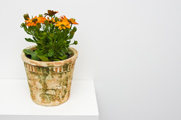 African daisies in decorative pots against white background