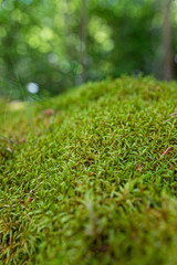 Naklejka premium mousse moelleuse dans la forêt