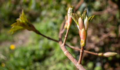 beautiful buds of the flower