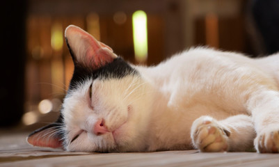 Sleepy cat lying on a bamboo floor in a countryside house.
