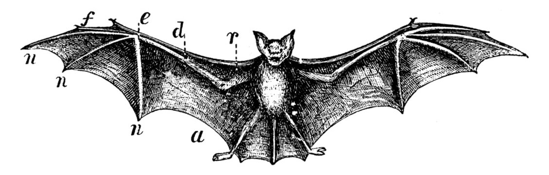 Bat, vintage illustration.