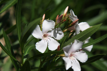 Fiori bianchi di oleandro profumati, dettagli sotto il sole in piena estate