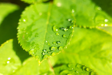 leave and water drops detail