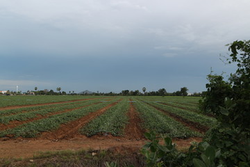 Obraz premium green field and blue sky